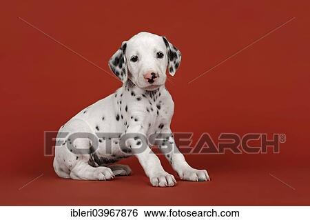 "Dalmatian, puppy, 6 weeks" View Large Photo Image Stock Photograph - "Dalmatian, puppy, 6 weeks". Fotosearch