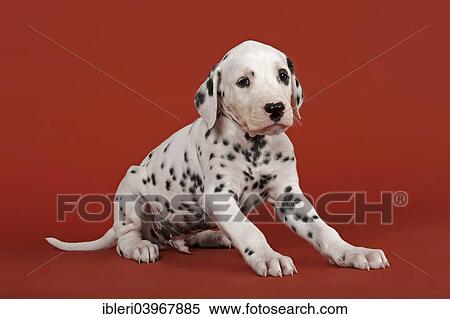 "Dalmatian, puppy, 6 weeks" View Large Photo Image Stock Photography - "Dalmatian, puppy, 6 weeks". Fotosearch