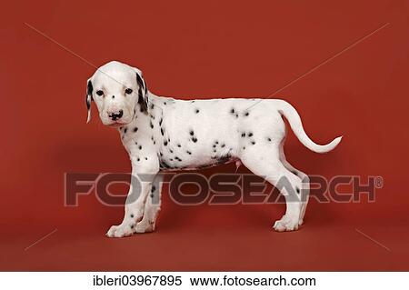 "Dalmatian, puppy, 6 weeks" View Large Photo Image Stock Photography - "Dalmatian, puppy, 6 weeks". Fotosearch