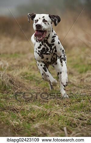 Dalmatian, running View Large Photo Image Stock Photo - Dalmatian, running. Fotosearch