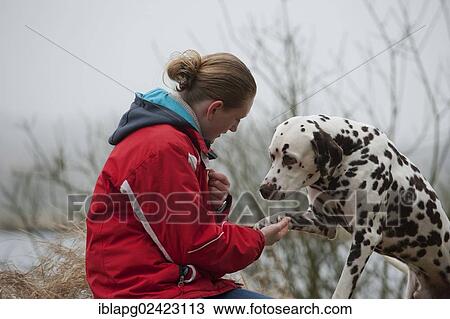 Dalmatian shaking a woman's hand with its paw View Large Photo Image Stock Image - Dalmatian shaking a woman's hand with its paw. Fotosearch