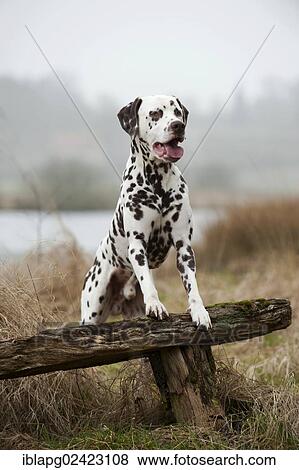 Dalmatian standing on a bench View Large Photo Image Stock Photo - Dalmatian standing on a bench. Fotosearch