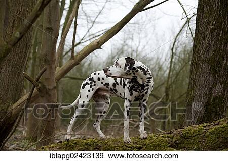 Dalmatian standing on a tree trunk View Large Photo Image Stock Photo - Dalmatian standing on a tree trunk. Fotosearch