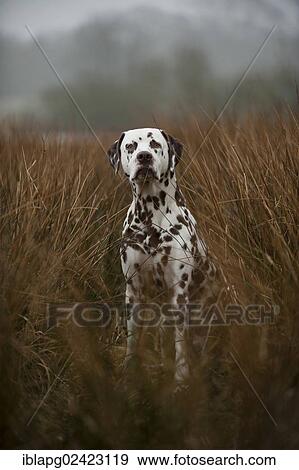 Dalmatian, standing View Large Photo Image Stock Photo - Dalmatian, standing. Fotosearch