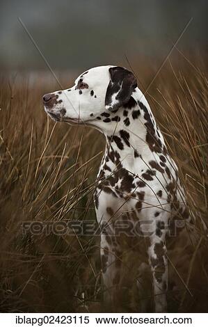 Stock Photography - Dalmatian, standing. Fotosearch