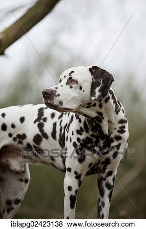 Dalmatian View Large Photo Image Stock Photo - Dalmatian. Fotosearch