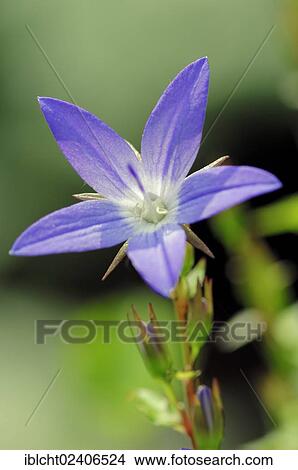 Dalmtian Bellflower (Campanula portenschlagiana) View Large Photo Image Picture - Dalmtian Bellflower (Campanula portenschlagiana). Fotosearch