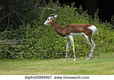 Stock Photo - "Dama Gazelle (Gazelle dama), Hellabrunn Zoo, Munich, Upper Bavaria, Bavaria, Germany, Europe". Fotosearch
