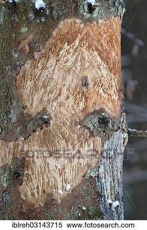 "Damaged caused by red deer on a spruce tree, Nationalpark Bayerischer Wald, Bavaria, Germany, Europe" View Large Photo Image Stock Photography - "Damaged caused by red deer on a spruce tree, Nationalpark Bayerischer Wald, Bavaria, Germany, Europe". Fotosearch