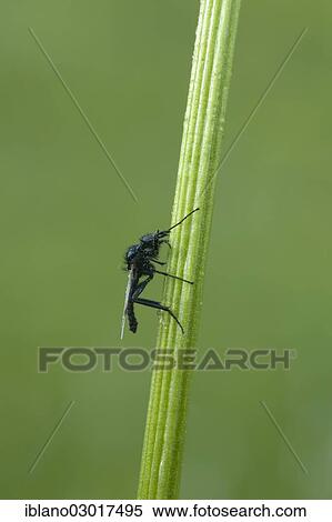 "Dance Fly (Empididae), male, Austria, Europe" View Large Photo Image Stock Photography - "Dance Fly (Empididae), male, Austria, Europe". Fotosearch