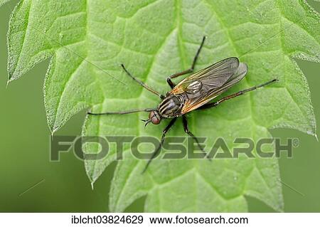 "Dance Fly (Empis tesselata), North Rhine-Westphalia, Germany, Europe" View Large Photo Image Stock Photo - "Dance Fly (Empis tesselata), North Rhine-Westphalia, Germany, Europe". Fotosearch