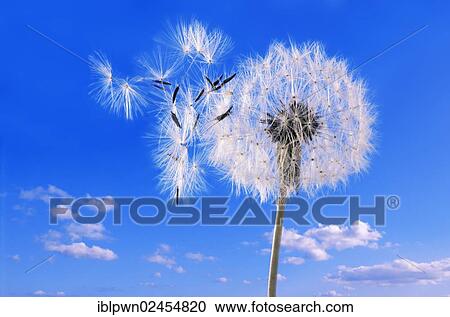 Dandelion clock against blue sky View Large Photo Image Stock Image - Dandelion clock against blue sky. Fotosearch