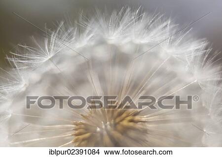 "Dandelion clock, detail, flower head of a Dandelion (Taraxacum)" View Large Photo Image Picture - "Dandelion clock, detail, flower head of a Dandelion (Taraxacum)". Fotosearch