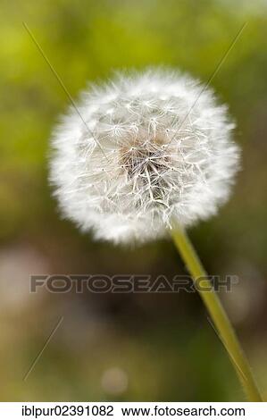 "Dandelion clock, detail, flower head of a Dandelion (Taraxacum)" View Large Photo Image Stock Image - "Dandelion clock, detail, flower head of a Dandelion (Taraxacum)". Fotosearch