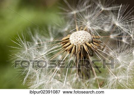 "Dandelion clock, detail, flower head of a Dandelion (Taraxacum)" View Large Photo Image Stock Photo - "Dandelion clock, detail, flower head of a Dandelion (Taraxacum)". Fotosearch