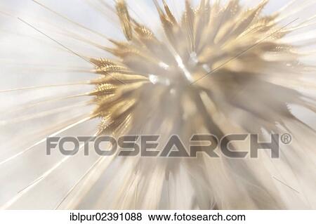 "Dandelion clock, detail, flower head of a Dandelion (Taraxacum)" View Large Photo Image Stock Photo - "Dandelion clock, detail, flower head of a Dandelion (Taraxacum)". Fotosearch
