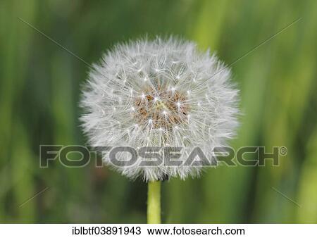 Dandelion clock View Large Photo Image Stock Image - Dandelion clock. Fotosearch