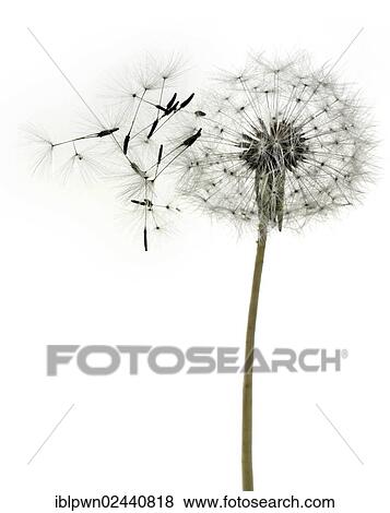 Dandelion clock View Large Photo Image Stock Photo - Dandelion clock. Fotosearch