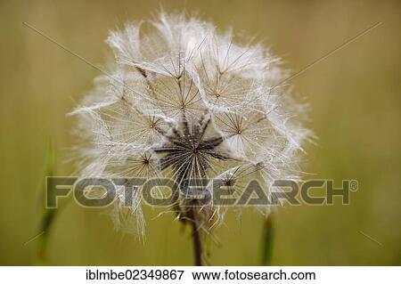 "Dandelion clock with feathery pappus, Common Dandelion (Taraxacum)" View Large Photo Image Stock Photo - "Dandelion clock with feathery pappus, Common Dandelion (Taraxacum)". Fotosearch