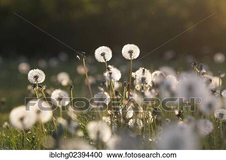 "Dandelion clocks, Puy-de-Dome, Auvergne, France, Europe" View Large Photo Image Stock Image - "Dandelion clocks, Puy-de-Dome, Auvergne, France, Europe". Fotosearch