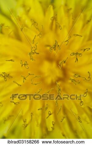 "Dandelion flower (Taraxacum), macro" View Large Photo Image Stock Photograph - "Dandelion flower (Taraxacum), macro". Fotosearch