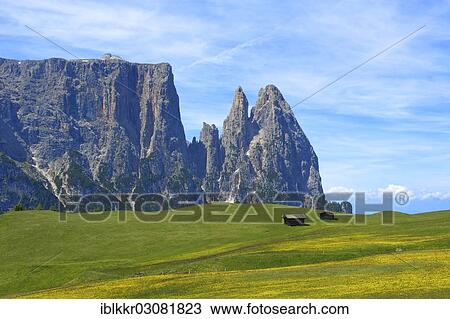 "Dandelion meadow on the Alpe di Siusi with Sciliar Mountain, Seiser Alm, Dolomiten, South Tyrol province, Trentino-Alto Adige, Italy, Europe" View Large Photo Image Stock Image - "Dandelion meadow on the Alpe di Siusi with Sciliar Mountain, Seiser Alm, Dolomiten, South Tyrol province, Trentino-Alto Adige, Italy, Europe". Fotosearch