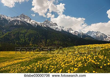 "Dandelion meadow, Sesvenna Group, Scuol, Canton of Graubunden, Switzerland, Europe" View Large Photo Image Stock Photograph - "Dandelion meadow, Sesvenna Group, Scuol, Canton of Graubunden, Switzerland, Europe". Fotosearch