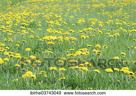 "Dandelion meadow (Taraxacum sect. Ruderalia), Hamburg, Germany, Europe" View Large Photo Image Stock Photo - "Dandelion meadow (Taraxacum sect. Ruderalia), Hamburg, Germany, Europe". Fotosearch