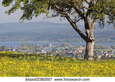 "Dandelion meadow with views of Lake Constance and Reichenau island, Baden-Wuerttemberg, Germany, Europe, PublicGround, Europe" View Large Photo Image Stock Photo - "Dandelion meadow with views of Lake Constance and Reichenau island, Baden-Wuerttemberg, Germany, Europe, PublicGround, Europe". Fotosearch