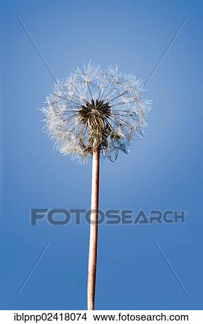 Dandelion seed head (Taraxacum officinale) View Large Photo Image Picture - Dandelion seed head (Taraxacum officinale). Fotosearch