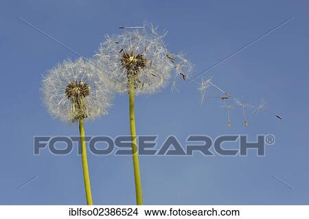 "Dandelion (Taraxacum officinale), inflorescence with seed, Thuringia, Germany, Europe" View Large Photo Image Picture - "Dandelion (Taraxacum officinale), inflorescence with seed, Thuringia, Germany, Europe". Fotosearch
