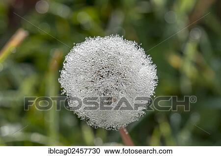 Stock Image - "Dandelion (Taraxacum officinale), dandelion clock with dew, Dreieich-Goetzenhain, Hesse, Germany, Europe". Fotosearch