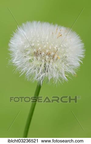 "Dandelion (Taraxacum officinale), seedhead, dandelion clock, North Rhine-Westphalia, Germany, Europe" View Large Photo Image Stock Image - "Dandelion (Taraxacum officinale), seedhead, dandelion clock, North Rhine-Westphalia, Germany, Europe". Fotosearch