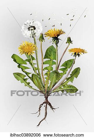 "Dandelion (Taraxacum officinale), illustration" View Large Photo Image Stock Photograph - "Dandelion (Taraxacum officinale), illustration". Fotosearch