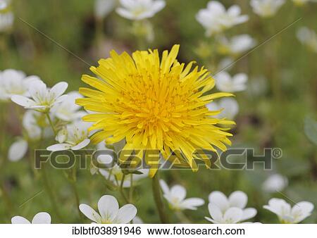 Dandelion (Taraxacum) surrounded by Musky Saxifrage or Mossy Saxifrage (Saxifraga moschata) View Large Photo Image Stock Photograph - Dandelion (Taraxacum) surrounded by Musky Saxifrage or Mossy Saxifrage (Saxifraga moschata). Fotosearch