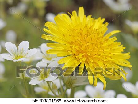 Dandelion (Taraxacum) surrounded by Musky Saxifrage or Mossy Saxifrage (Saxifraga moschata) View Large Photo Image Stock Photography - Dandelion (Taraxacum) surrounded by Musky Saxifrage or Mossy Saxifrage (Saxifraga moschata). Fotosearch