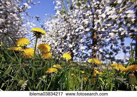 "Dandelions between apple trees in wind, spring, Hamburg, Hamburg, Germany, Europe" View Large Photo Image Stock Photo - "Dandelions between apple trees in wind, spring, Hamburg, Hamburg, Germany, Europe". Fotosearch