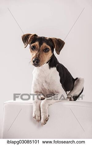 Stock Image - Danish Swedish Farmdog lying on a stool. Fotosearch