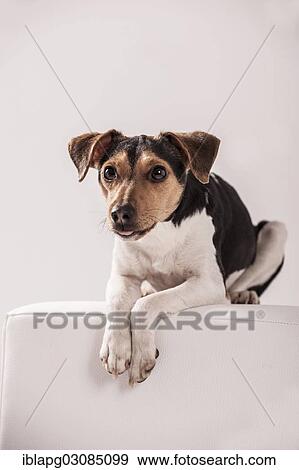 Stock Photo - Danish Swedish Farmdog lying on a stool. Fotosearch