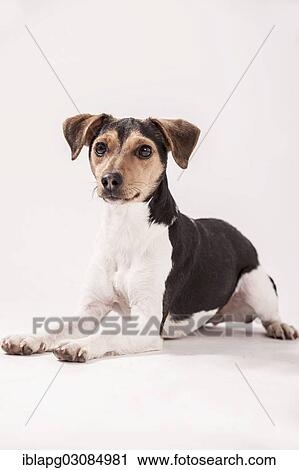 "Danish Swedish Farmdog, lying" View Large Photo Image Stock Image - "Danish Swedish Farmdog, lying". Fotosearch