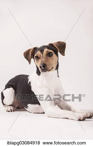 Stock Photo - "Danish Swedish Farmdog, lying". Fotosearch
