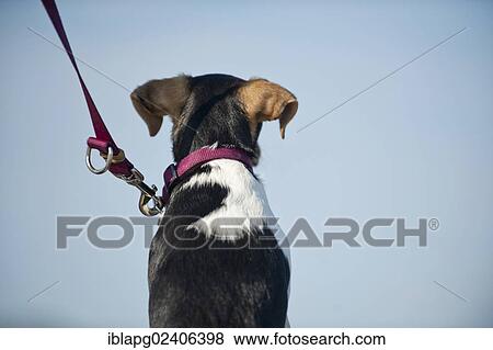 "Dansk-Svensk Gardshund, Danish Swedish Farmdog wearing a collar and a leash" View Large Photo Image Stock Photo - "Dansk-Svensk Gardshund, Danish Swedish Farmdog wearing a collar and a leash". Fotosearch