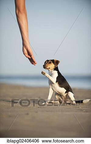"Dansk-Svensk Gardshund, Danish Swedish Farmdog offering its paw" View Large Photo Image Stock Photograph - "Dansk-Svensk Gardshund, Danish Swedish Farmdog offering its paw". Fotosearch