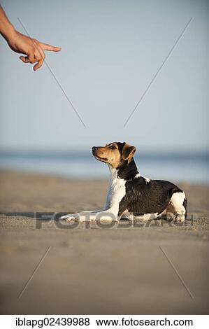 Stock Photo - Dansk-Svensk Gardshund or Danish? ÇôSwedish Farmdog lying on command. Fotosearch