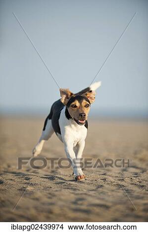 Picture - Dansk-Svensk Gardshund or Danish-Swedish Farmdog running along the beach. Fotosearch