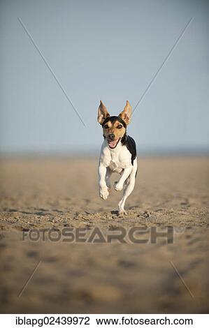 Dansk-Svensk Gardshund or Danish-Swedish Farmdog running on the beach View Large Photo Image Stock Image - Dansk-Svensk Gardshund or Danish-Swedish Farmdog running on the beach. Fotosearch