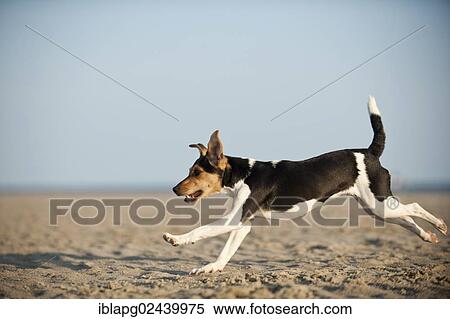 Stock Photography - Dansk-Svensk Gardshund or Danish-Swedish Farmdog running along the beach. Fotosearch