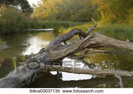 "Danube floodplains, Schonau, Lower Austria, Austria, Europe" View Large Photo Image Stock Photography - "Danube floodplains, Schonau, Lower Austria, Austria, Europe". Fotosearch