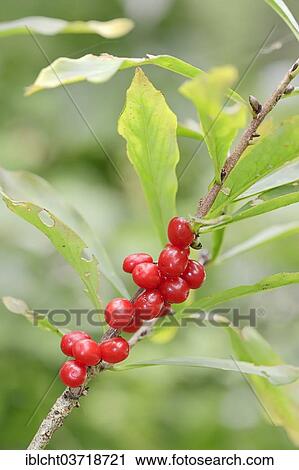 "Daphne, Mezereon or Spurge Olive (Daphne mezereum), branch with fruits, Bavaria, Germany, Europe" View Large Photo Image Stock Image - "Daphne, Mezereon or Spurge Olive (Daphne mezereum), branch with fruits, Bavaria, Germany, Europe". Fotosearch