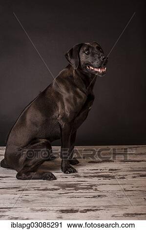 Stock Image - "Dark brown mongrel, seated". Fotosearch